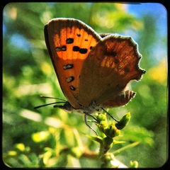 Chrysoritis midas