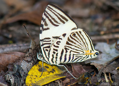 New Beauty (Colobura annulata) · iNaturalist