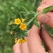 Tarweed Fiddleneck - Photo (c) rie1130, some rights reserved (CC BY-NC)