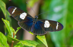 Heliconius wallacei