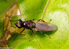 Prosopochrysa vitripennis