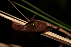 Parmavitrina megastoma