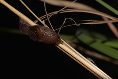Parmavitrina megastoma