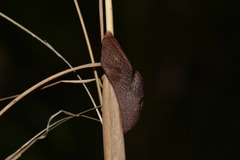 Parmavitrina megastoma