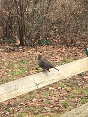 Turdus merula