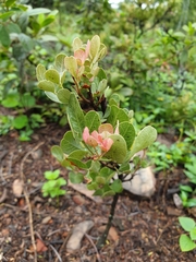 Searsia magalismontana magalismontana