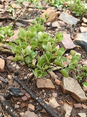 Searsia magalismontana magalismontana