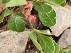 Searsia magalismontana magalismontana