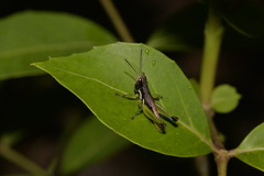 Methiolopsis geniculata