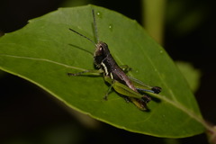 Methiolopsis geniculata