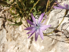 Lactuca perennis