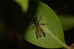 Methiolopsis geniculata