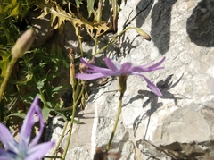 Lactuca perennis