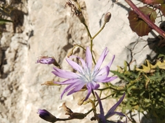 Lactuca perennis
