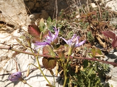 Lactuca perennis