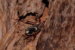 Ectomocoris decoratus