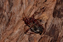 Ectomocoris decoratus