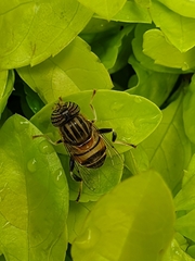 Eristalinus quinquelineatus