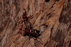 Ectomocoris decoratus