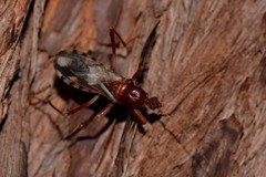Ectomocoris decoratus