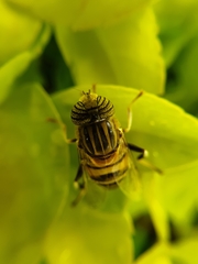 Eristalinus quinquelineatus