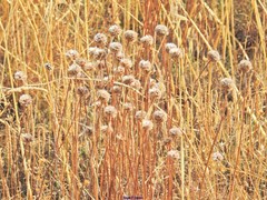 Armeria arenaria