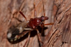 Ectomocoris decoratus