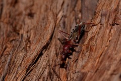 Ectomocoris decoratus