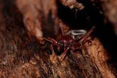 Ectomocoris decoratus