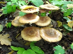 Armillaria nabsnona