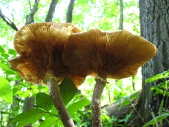 Armillaria nabsnona