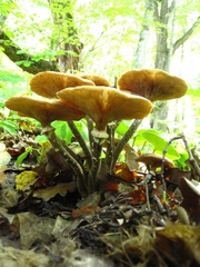 Armillaria nabsnona
