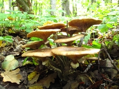Armillaria nabsnona