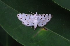 Pycnarmon