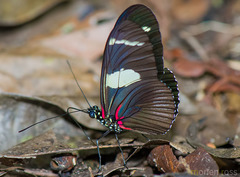 Heliconius wallacei