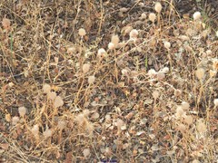 Trifolium glomeratum