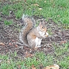 Sciurus carolinensis