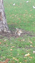 Sciurus carolinensis