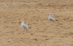 Chroicocephalus ridibundus