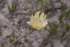 Gerbera tomentosa