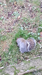 Sciurus carolinensis