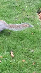 Sciurus carolinensis