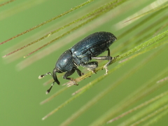 Aulacobaris