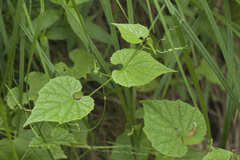 Schizopepon bryoniifolius