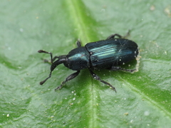 Aulacobaris