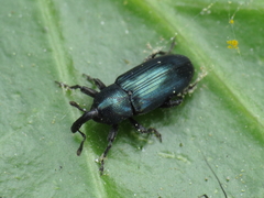 Aulacobaris