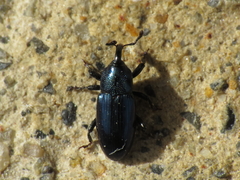 Aulacobaris