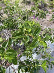 Cryptostegia