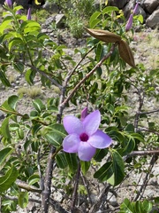 Cryptostegia