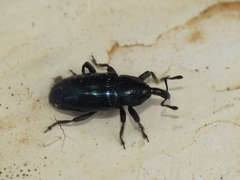 Aulacobaris